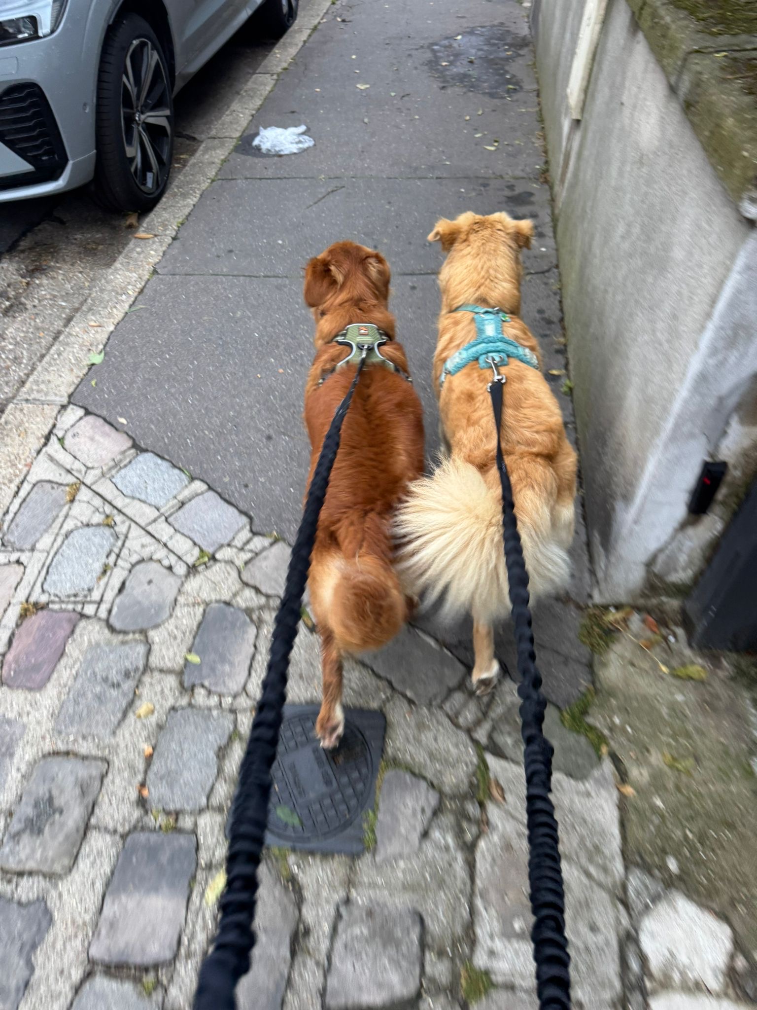Atlas & Koda