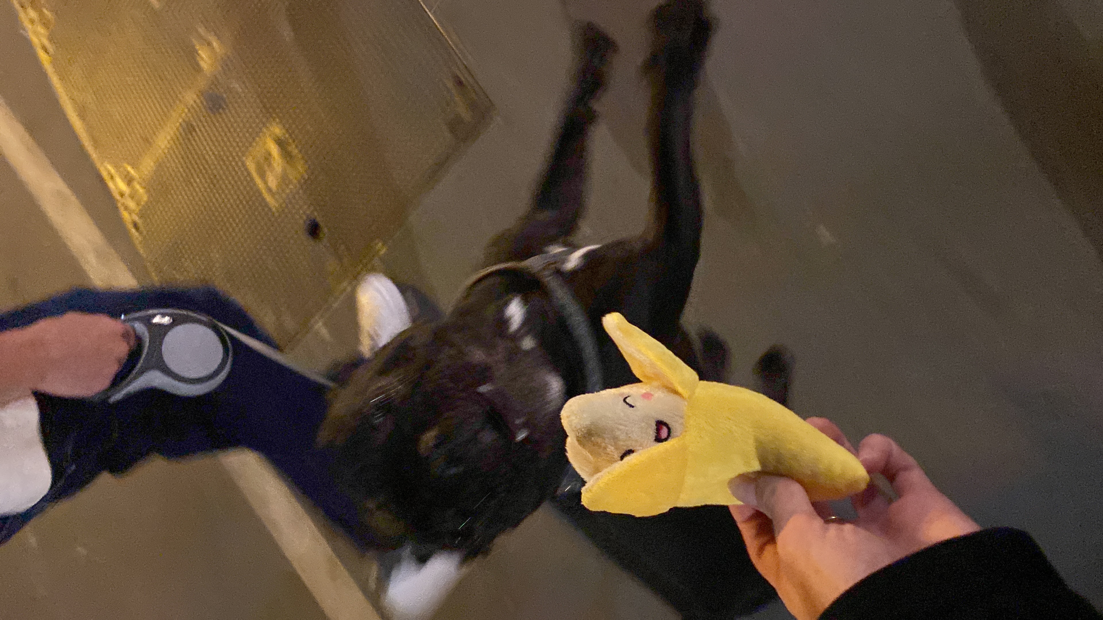 Ozy